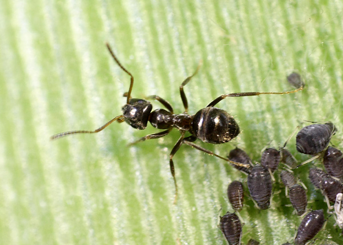 formica da identificare